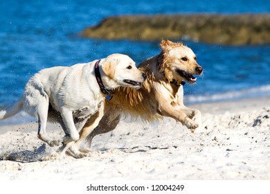 30,633 Dog running sea Images, Stock Photos & Vectors | Shutterstock