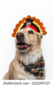 Golden Retriever Labrador Shepherd Chow Mixed Breed Dog Wearing Thanksgiving Turkey Pilgrim Hat Plaid Bandana Autumn Festive Fall Hungry Isolated In Studio On White Background