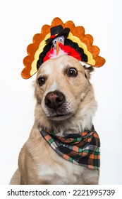 Golden Retriever Labrador Shepherd Chow Mixed Breed Dog Wearing Thanksgiving Turkey Pilgrim Hat Plaid Bandana Autumn Festive Fall Hungry Isolated In Studio On White Background