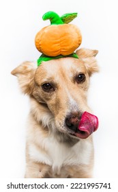 Golden Retriever Labrador Shepherd Mixed Breed Dog Close Up Face Muzzle Licking Tongue Out Puppy Wearing Pumpkin Halloween Toy Costume Hat Isolated In Studio On White Background