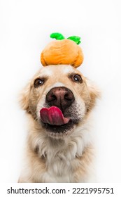 Golden Retriever Labrador Shepherd Mixed Breed Dog Close Up Face Muzzle Licking Tongue Out Puppy Wearing Pumpkin Halloween Toy Costume Hat Isolated In Studio On White Background