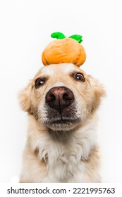 Golden Retriever Labrador Shepherd Mixed Breed Dog Close Up Face Muzzle Licking Tongue Out Puppy Wearing Pumpkin Halloween Toy Costume Hat Isolated In Studio On White Background