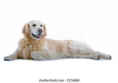 Golden Retriever Laying Down