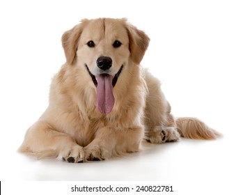 Golden Retriever Laying Down On White Background