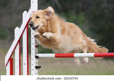 Golden Retriever Leaps Over A Jump - Dog Agility At It's Best!