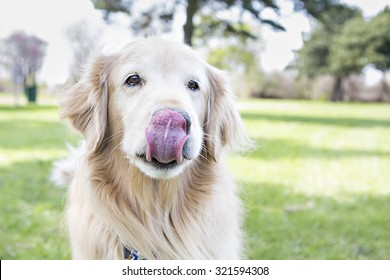 Golden Retriever Licking Lips 