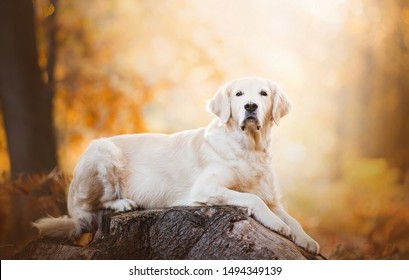 A golden retriever lies on a tree stump in an autumn park. - Powered by Shutterstock