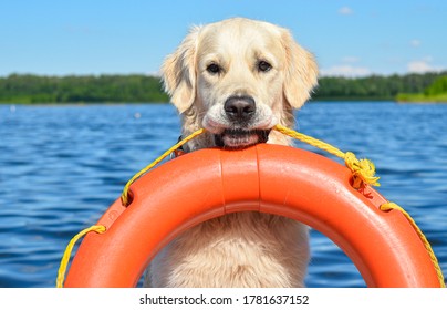 Golden Retriever The Lifeguard (Baywatch) Dog Sits Near The Lake And Holds Orange Lifebuoy In His Mouth