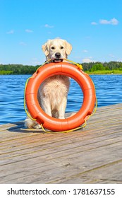 Golden Retriever The Lifeguard (Baywatch) Dog Sits Near The Lake And Holds Orange Lifebuoy In His Mouth