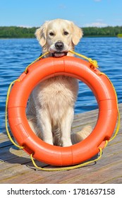 Golden Retriever The Lifeguard (Baywatch) Dog Sits Near The Lake And Holds Orange Lifebuoy In His Mouth