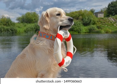 Golden Retriever The Lifeguard Dog/baywatch Dog Near The River With A Lifebuoy