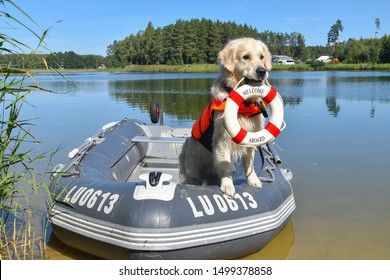 golden-retriever-lifeguard-dogbaywatch-d