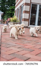 Golden Retriever Litter Of Puppies