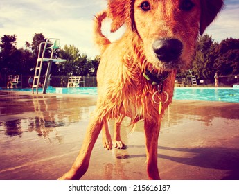  a golden retriever at a local public swimming pool toned with a retro vintage instagram filter effect 