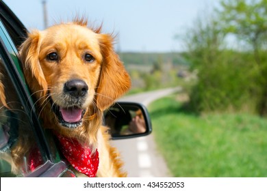 Golden Retriever Looking Out Of Car Window - Powered by Shutterstock