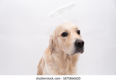 A golden retriever looks at the camera on a white background with a halo on his head. dog cupid.