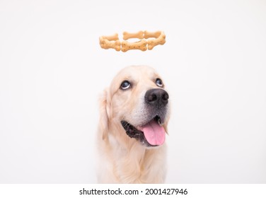 A golden retriever looks at the camera on a white background with a halo on his head. dog cupid. creative photo of pets. the dog wants to eat his treat. - Shutterstock ID 2001427946