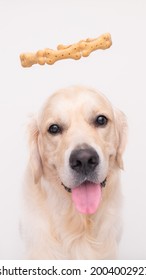 A golden retriever looks at the camera on a white background with a halo on his head. dog cupid. creative photo of pets. the dog wants to eat his treat.vertical photo.