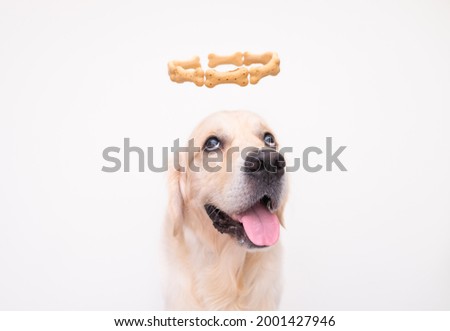 A golden retriever looks at the camera on a white background with a halo on his head. dog cupid. creative photo of pets. the dog wants to eat his treat.