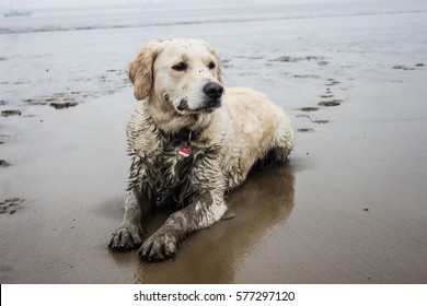 Golden Retriever Lying At The Beach