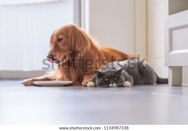 Golden Retriever Lying British Short Hair Stock Photo Edit Now