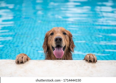 Golden retriever lying by the pool