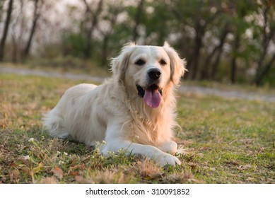 Golden retriever lying on the grass. - Shutterstock ID 310091852