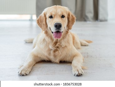 Golden Retriever Lying On Light Floor