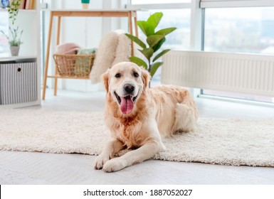 Golden Retriever Lying On Light Floor