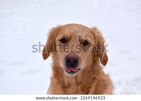 Image, Stock Photo trainee Winter Snow Animal