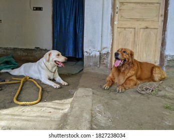 Golden Retriever Melody and Labrador retriever Jessy sitting in a parallel line in kolkata