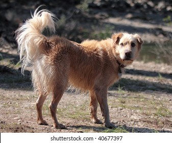 Golden Retriever Mixed Breed Dog Wagging Tail And Looking At Viewer