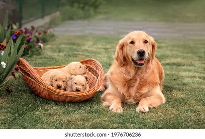 1,743 Newborn Golden Retriever Images, Stock Photos & Vectors 