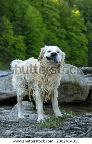 Similar – A white dog shakes water out of its fur at a lake.