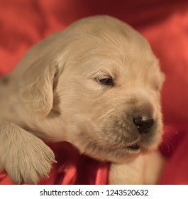 Labrador Retriever Images Stock Photos Vectors Shutterstock