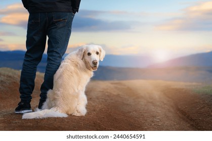 A golden retriever next to its owner is walking in a field and the dog looks back to look back against the backdrop of a beautiful sunset sky. Walking the dog in nature. Life with a dog - Powered by Shutterstock