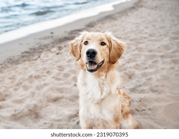 golden retriever on the beach. picture with copy space for text design - Powered by Shutterstock