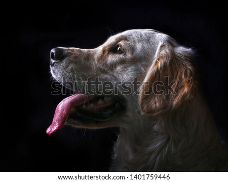 Similar – pursuer Dog Looking Snout