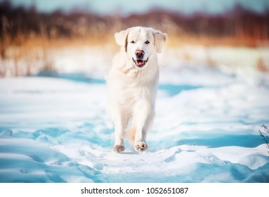 Golden Retriever On Sea Side, Running And Enjoying The Sun