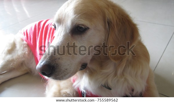 the retriever is one of the most popular dogs