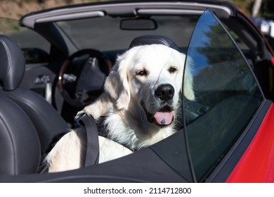 Golden Retriever In An Open Red Convertible Car