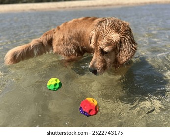 Golden Retriever with outstretched tail deciding which of two balls to choose for play.  Symbolic of decision making.   - Powered by Shutterstock