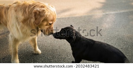 Golden Retriever and Patterdale Terrier kissing each other. The first encounter of two dogs on the paved street. Brown and black dog for an animal theme with space for text.