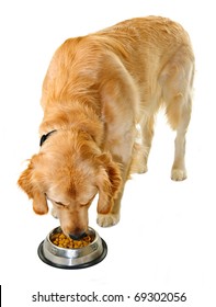 Golden Retriever Pet Dog Eating Food From Dish Isolated On White Background