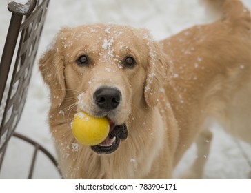Golden Retriever Playing Ball in Snow