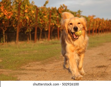 Golden Retriever Playing Ball In Vineyard