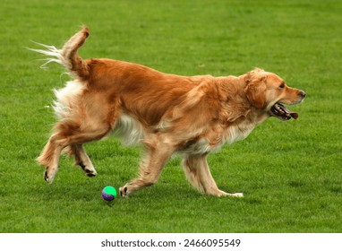 A golden retriever playing fetch - Powered by Shutterstock