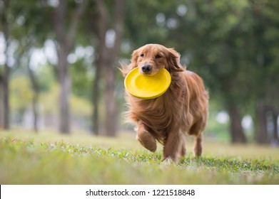 Golden Retriever Playing In The Meadow