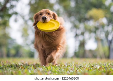 Golden Retriever Playing In The Meadow