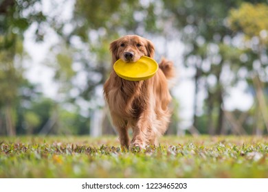 Golden Retriever Playing In The Meadow